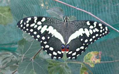 Papilio demodocus P1209013