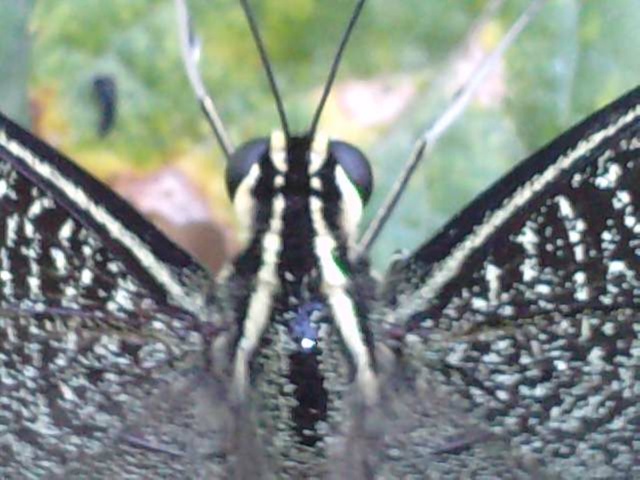 Papilio demodocus P1309013