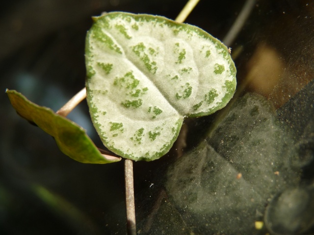 ceropegia - essais P1030112