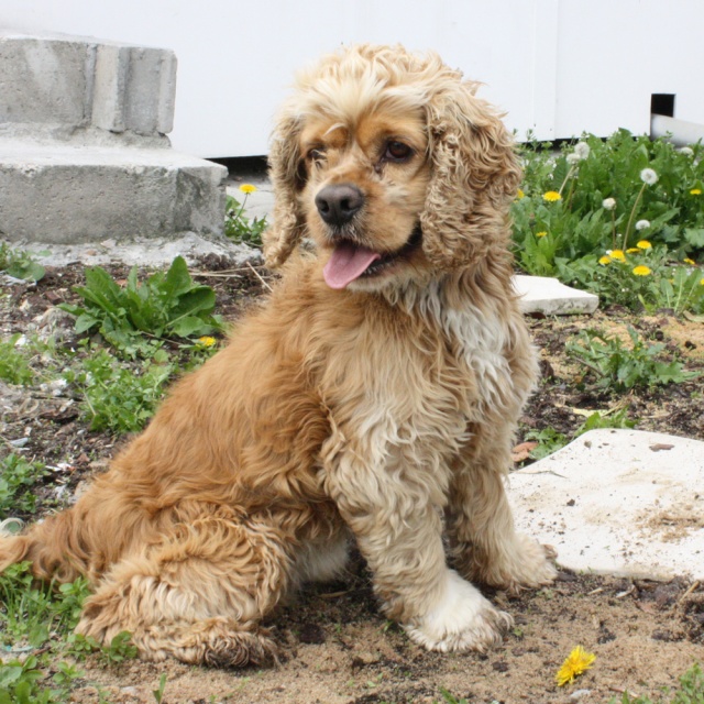 CARAMEL, cocker US mâle golden, 6 ans, dépt 92 Carame10