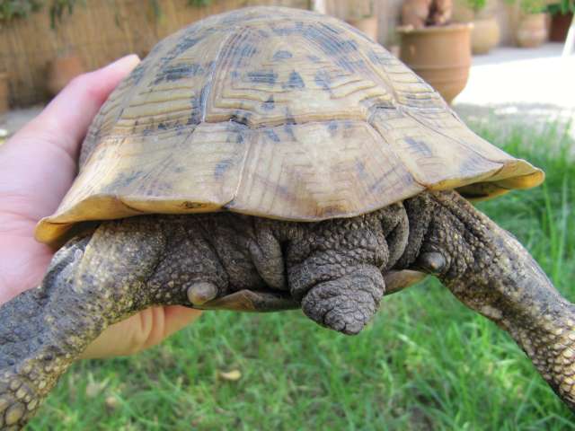 identification tortue marocaine je pense Tortue13