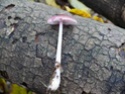 Identification de champignon P1010711