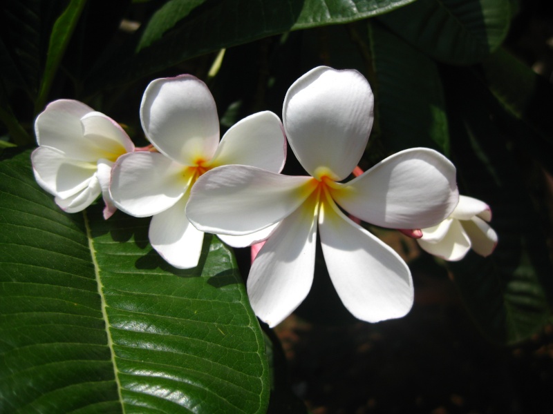 Plumerias d Auroville Img_0619