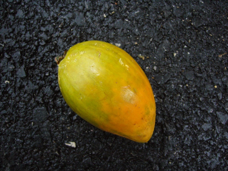 Pouteria sapota ( Mamey ) P1090812
