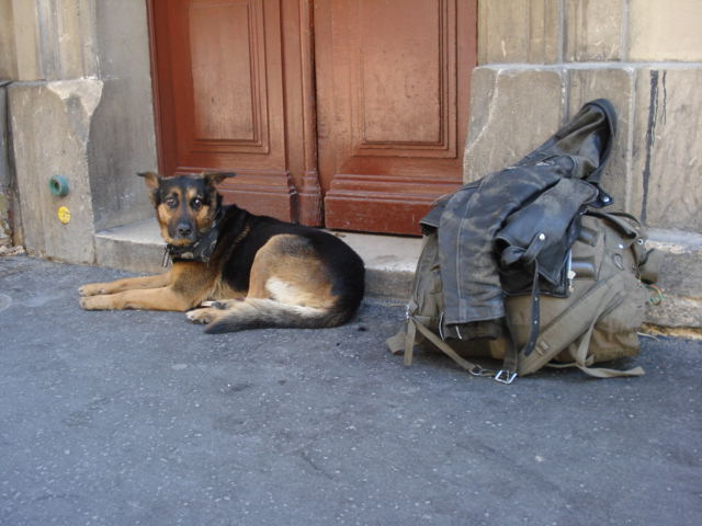 un bon chien de compagnie Dsc01321