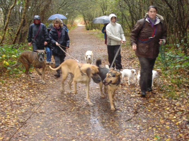 Balade du 08 novembre, Etang de Tremelin (Bretagne) - Page 2 Dsc01610