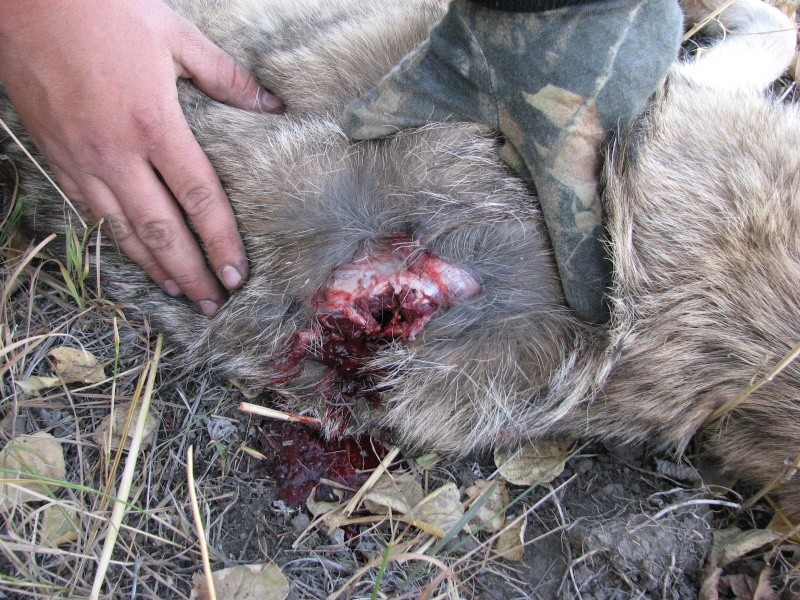 chasse au coyote accelerer!!!!! Coyote11