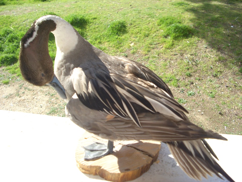 apprentissage de la taxidermie - Page 3 Dsci2213