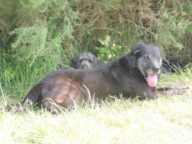 Brutus, Mle crois labrador, n en mars 2006 taille moyenne Brutus15