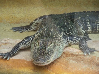 visite de la ferme aux crocodiles Aoat_214