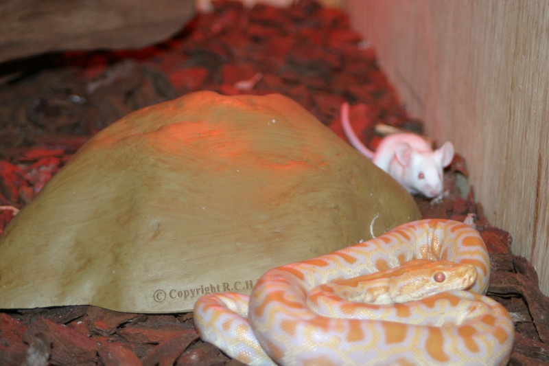 python molure albinos Img_2312