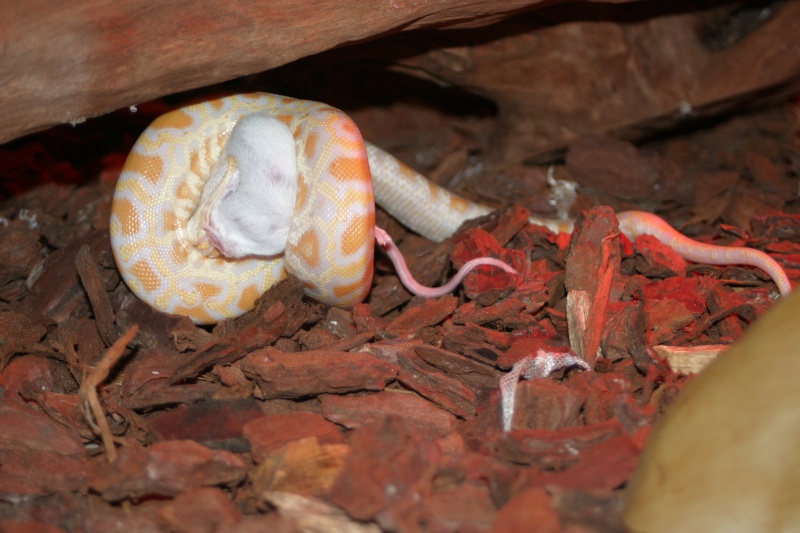 python molure albinos Img_2313