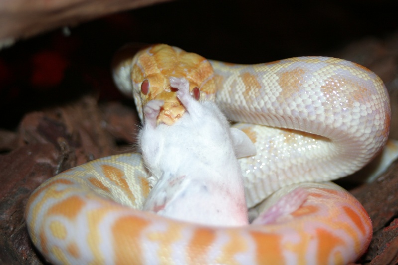 python molure albinos Img_2314