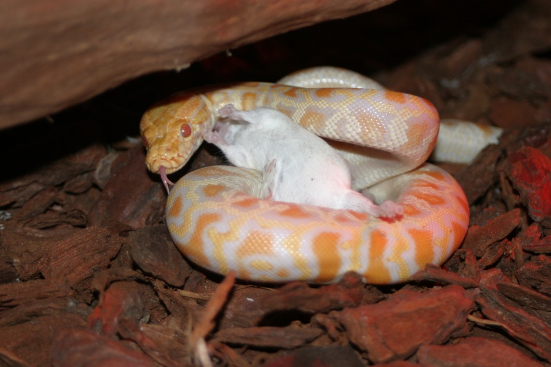 python molure albinos Img_2315