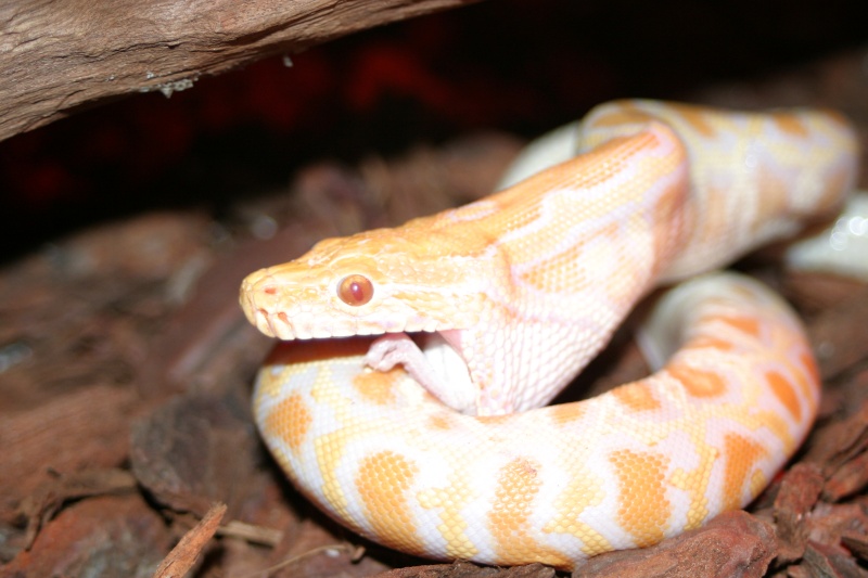 python molure albinos Img_2318