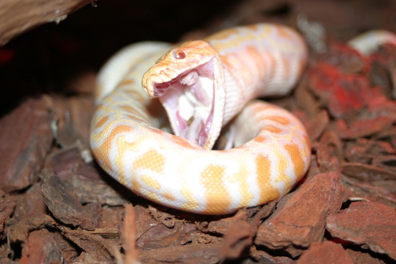 python molure albinos Img_2319