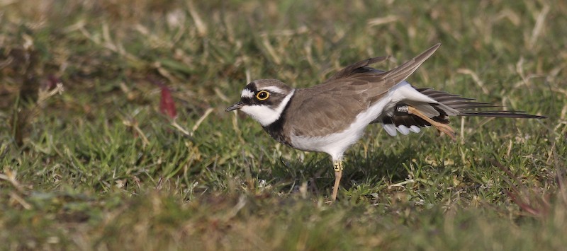 Charadrius dubius Pic_8010