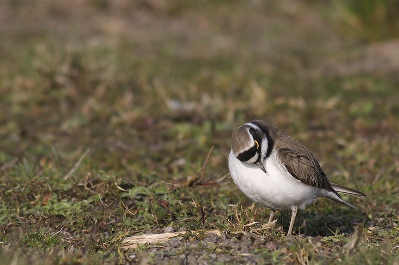 Charadrius dubius (Caretas dubius??) Pic_8510