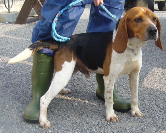 16 - BEAGLE tricolore 4 ans P1040018