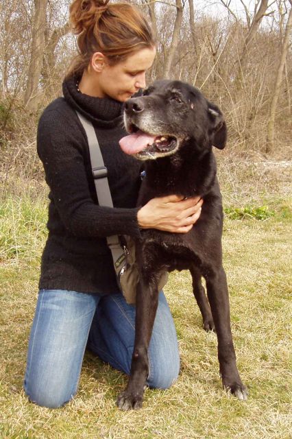 Pepsi croisé labrador berger 10 ans adoptable partout Montpellier 34 64700_10