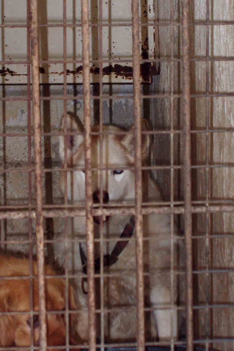 Shona femelle husky de 12 ans au refuge  VITE ADOPTEE P1010014