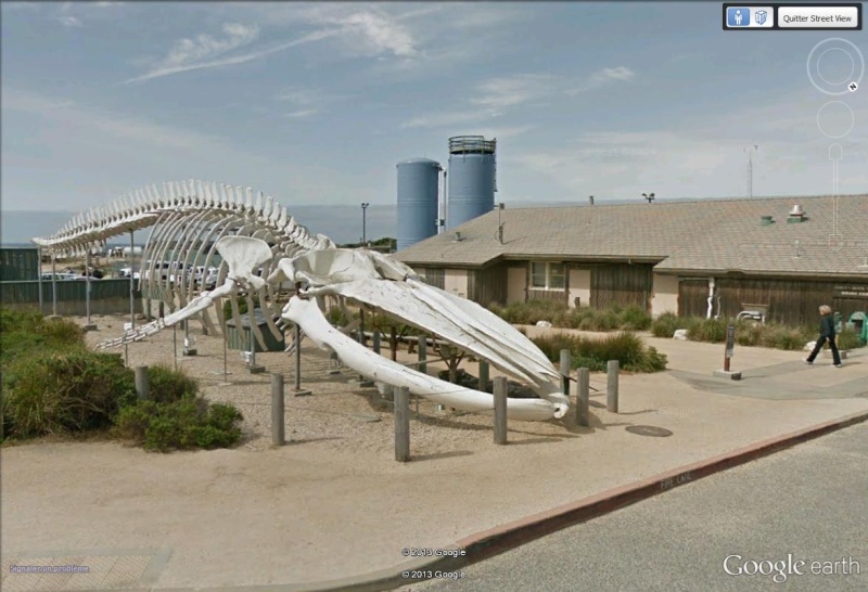 Squelette de baleine, Santa Cruz, Californie - USA Balein11