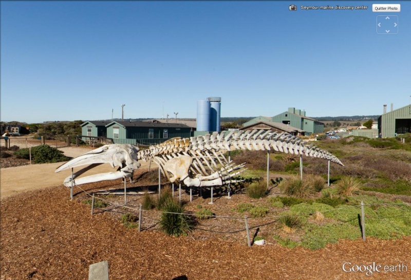 Squelette de baleine, Santa Cruz, Californie - USA Balein13