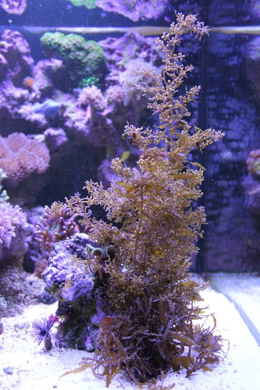 Projet cube 125 Litres (Piquesegue) - Page 4 1-img_15