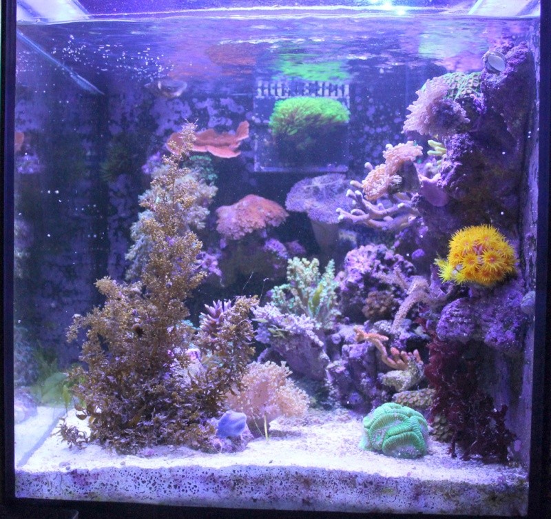 Projet cube 125 Litres (Piquesegue) - Page 4 1-img_16