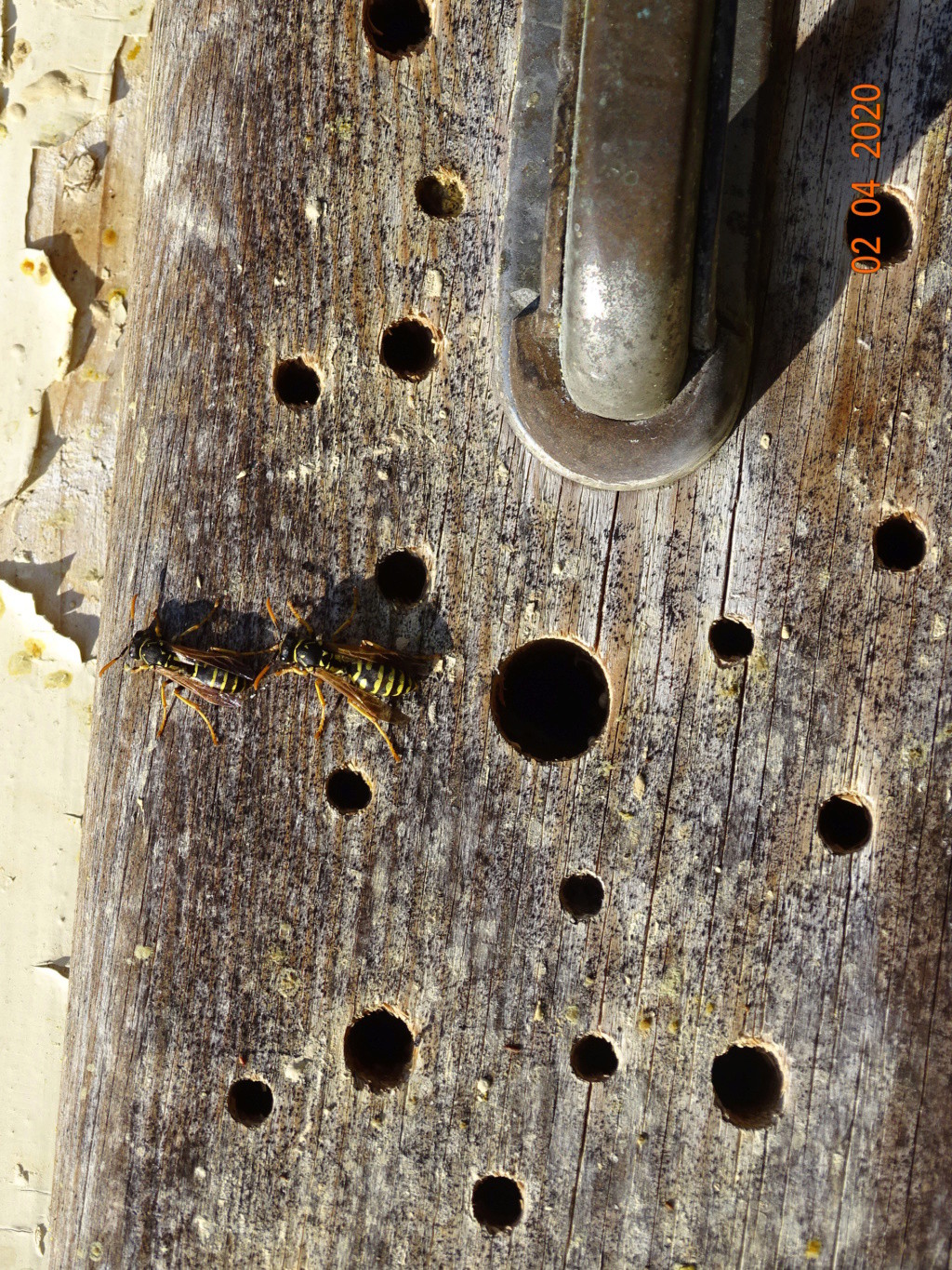 polistes de mon tiroir Dsc00611