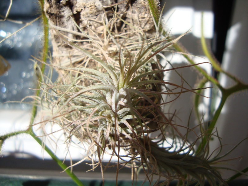 tillandsia funkianea Market14