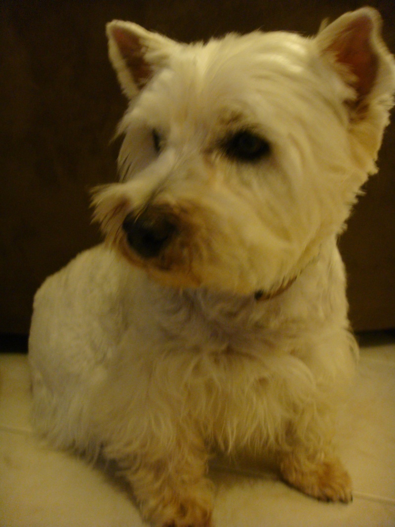 Tommy, westie de 8 ans - Page 4 Dsc09413