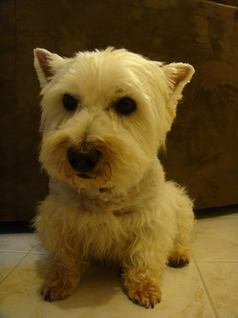 Tommy, westie de 8 ans - Page 4 Dsc09415