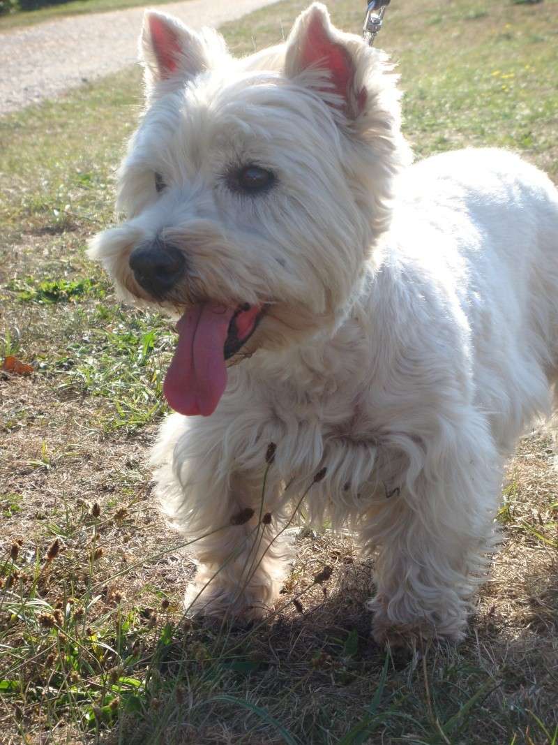 Tommy, westie de 8 ans - Page 5 Dsc09811