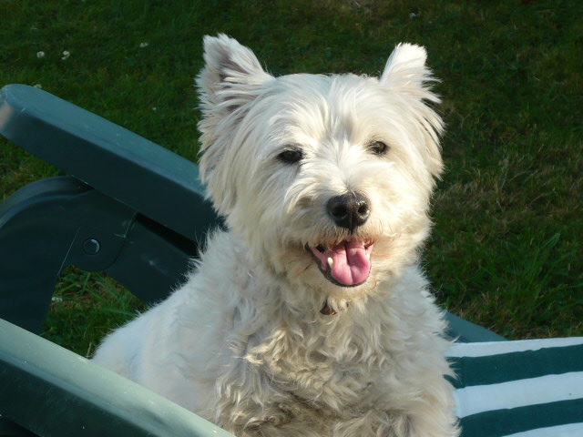 Tommy, westie de 8 ans - Page 4 P1050011