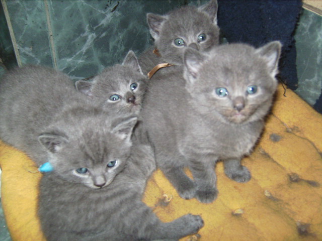 quatre chatons chartreux mâles en nord Bourgogne Portae10