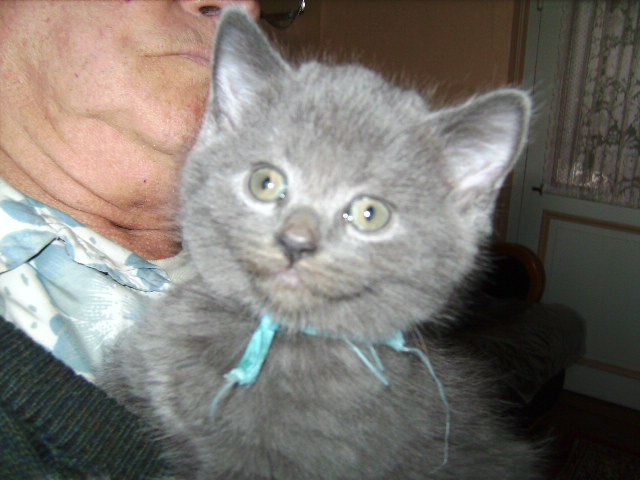 quatre chatons chartreux mâles en nord Bourgogne Portae15