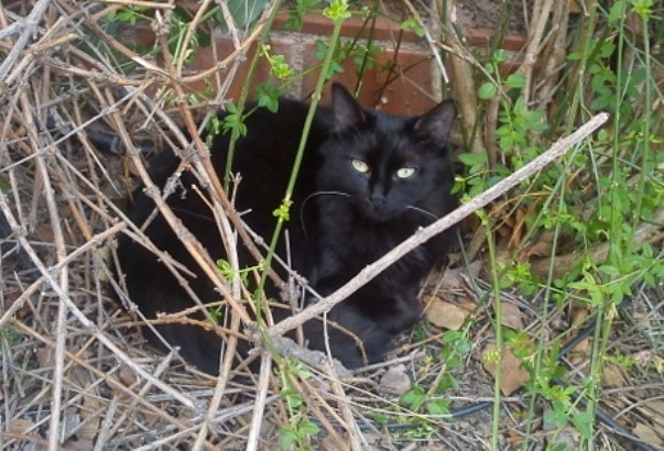 Perdue chatte noire à Toulouse Impasse Bara Dsc00114