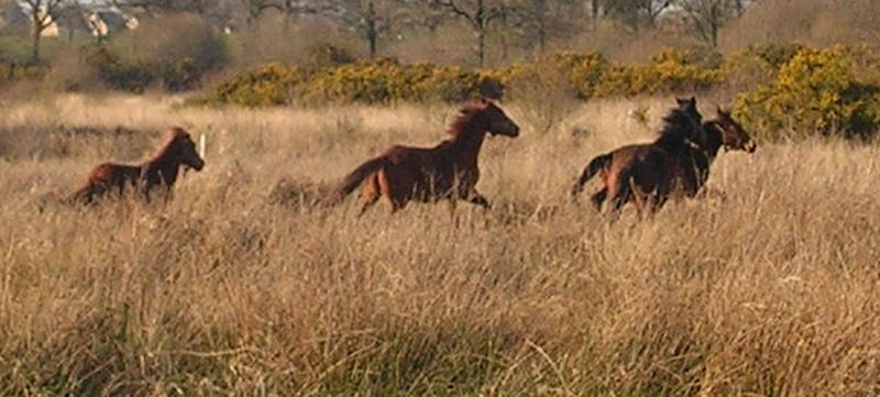 Les photos, vidos, des protgs de l'association ! Galop110