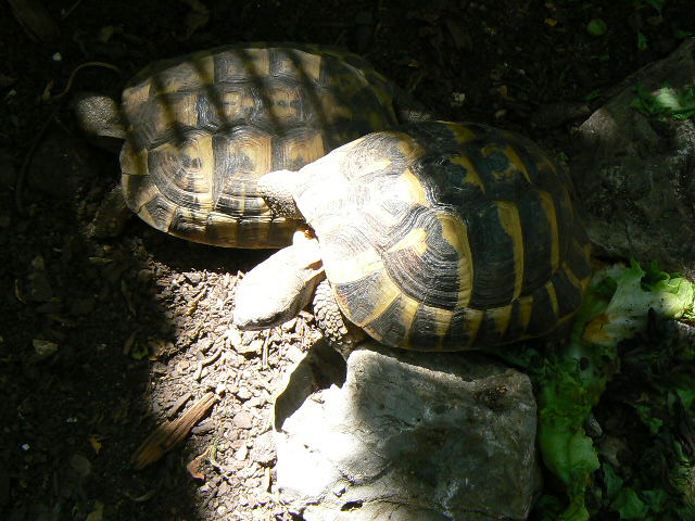 Identification Mr et Mme Tortue ! 00610