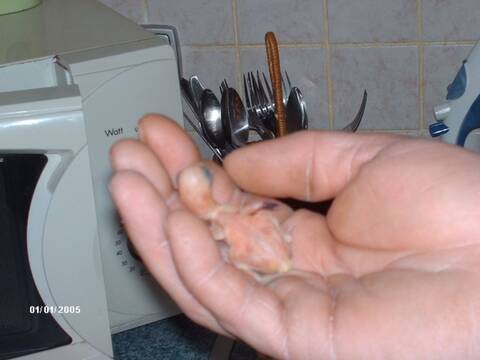 Probleme Bebe Grand Alexandre Probleme Bebe Grand Alexandre