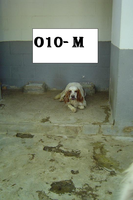 E - MAIRENA - chiens en danger (Fox, griffons, lab etc.) 01010