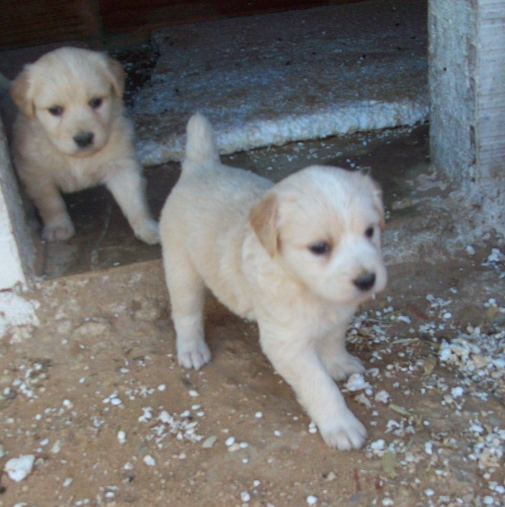 7 chiots cherchent foyer 03011