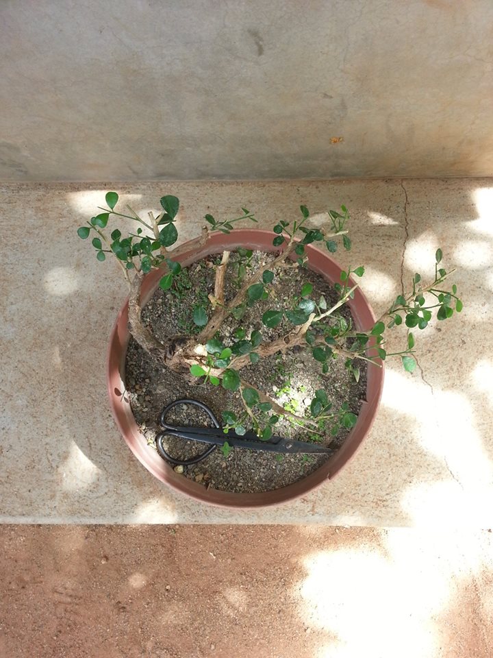 Murraya Paniculata Prebonsai 17979310