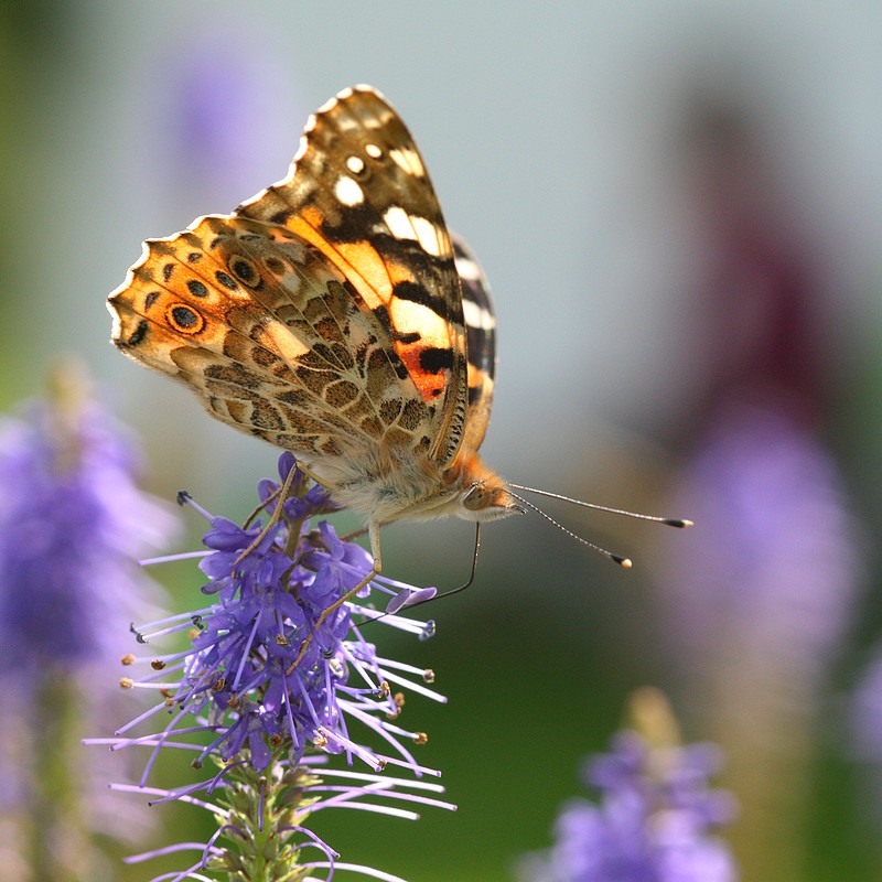 L'effet papillon Img_3110