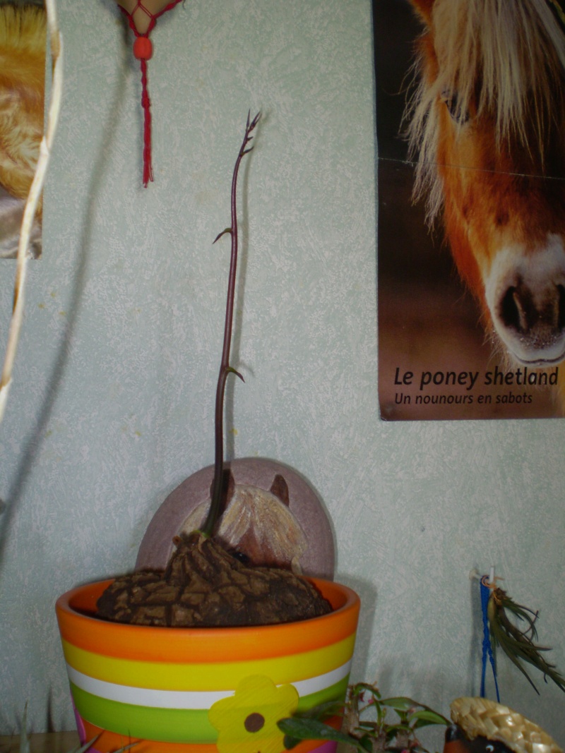 disocorea elephantipes Plante10