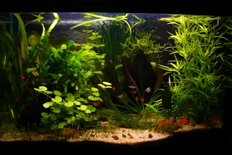 Mon aquarium de 60 litres P1030010