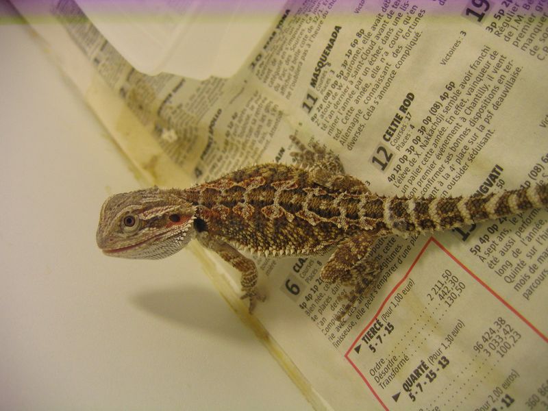 Pogona vitticeps Img_8415