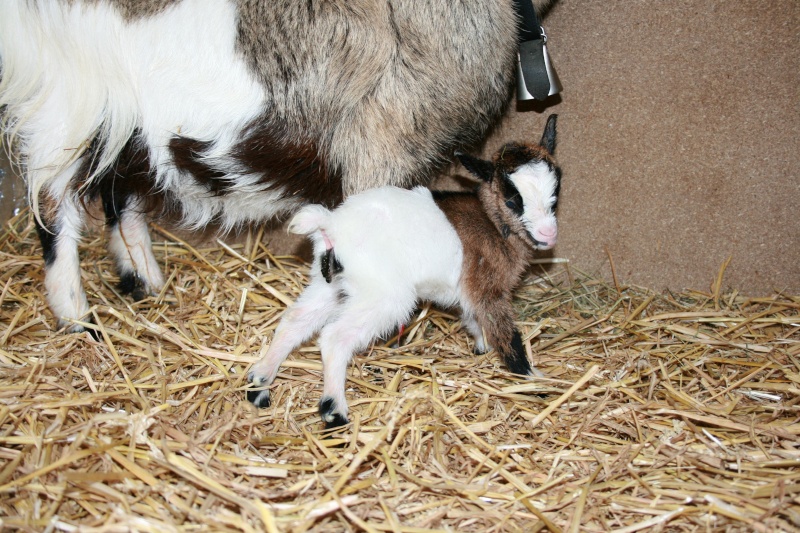 ça commence chez nous aussi ! (1/4) Chevre20