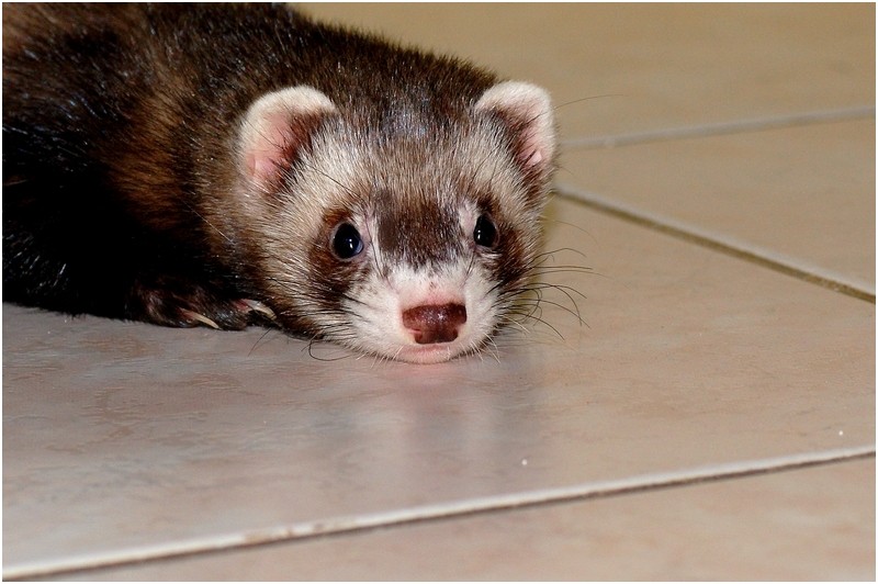 Furet Dsc02921